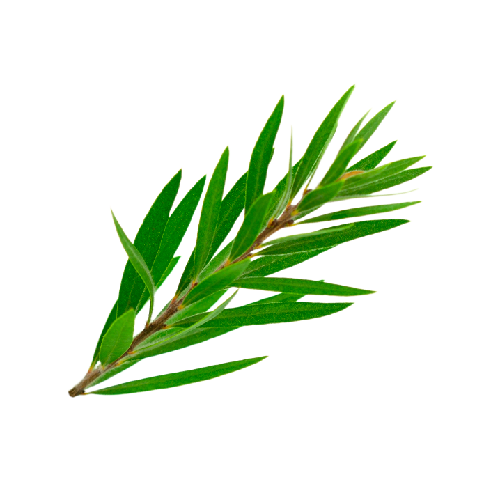 Tea tree