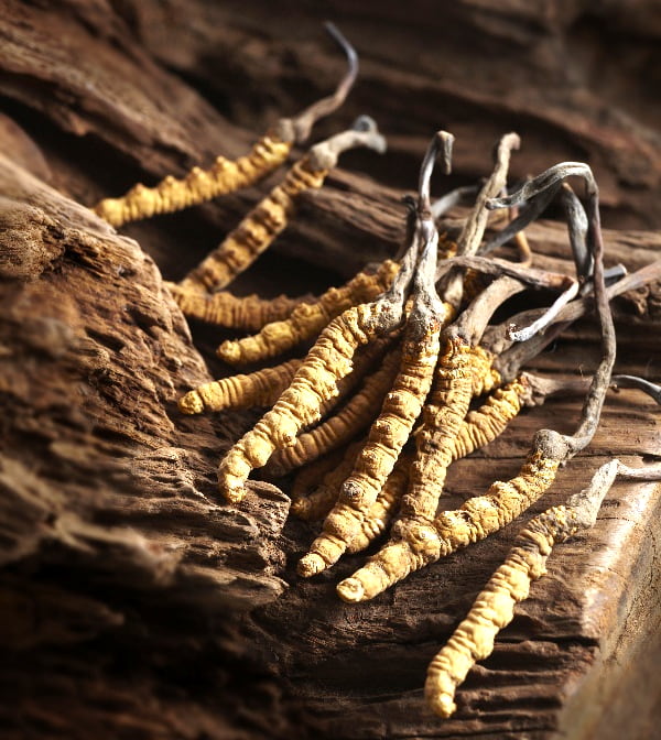 Cordyceps - kořeny