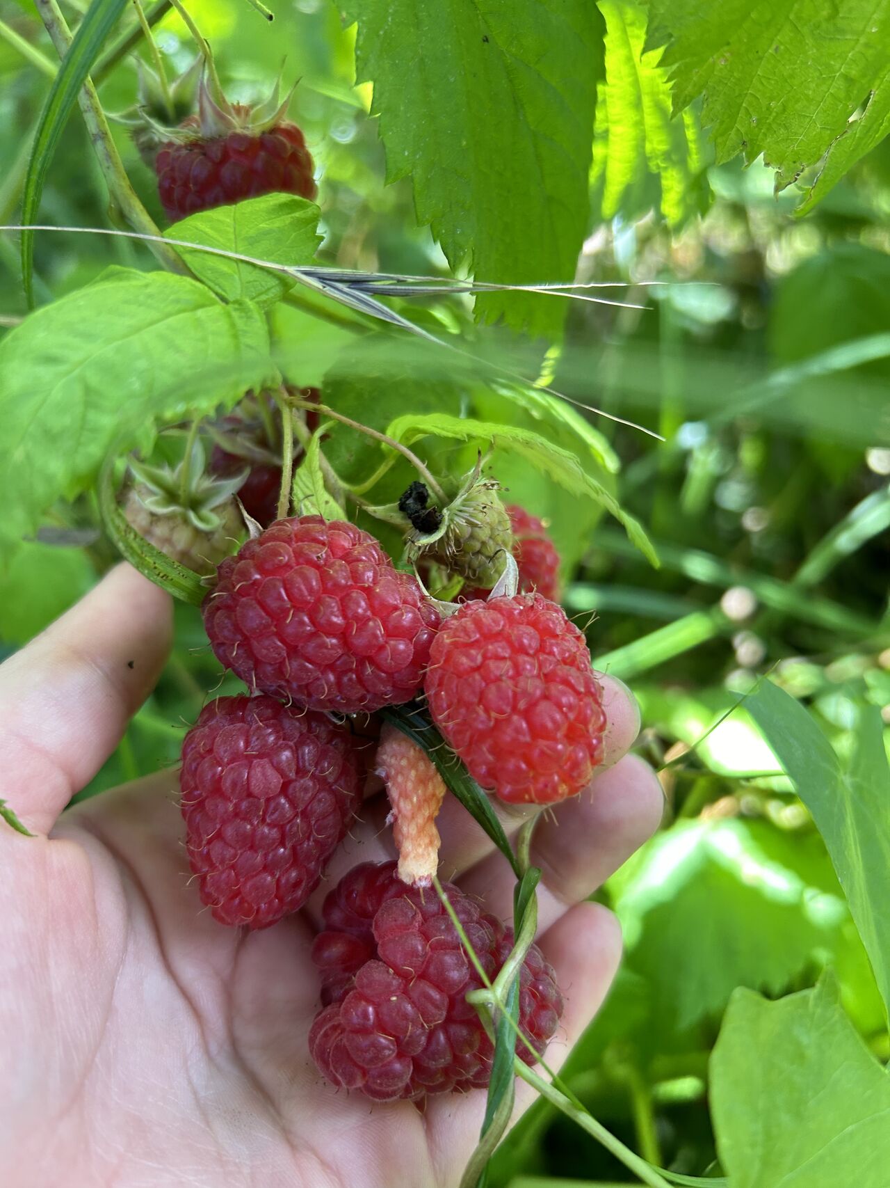 Aj vám už chýbajú?