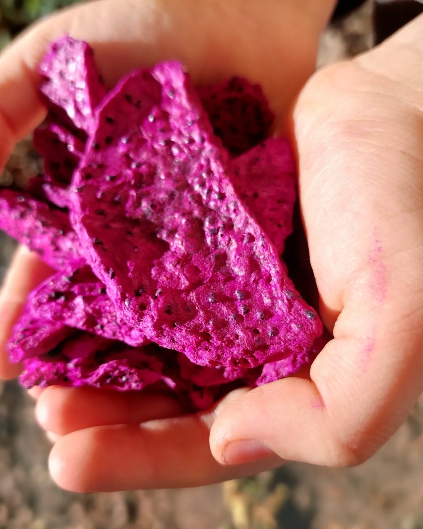 Dragon_fruit