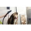 dogshower gallery dog2 16x9 1920x1080