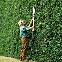 Wunderhecke Schnittplan