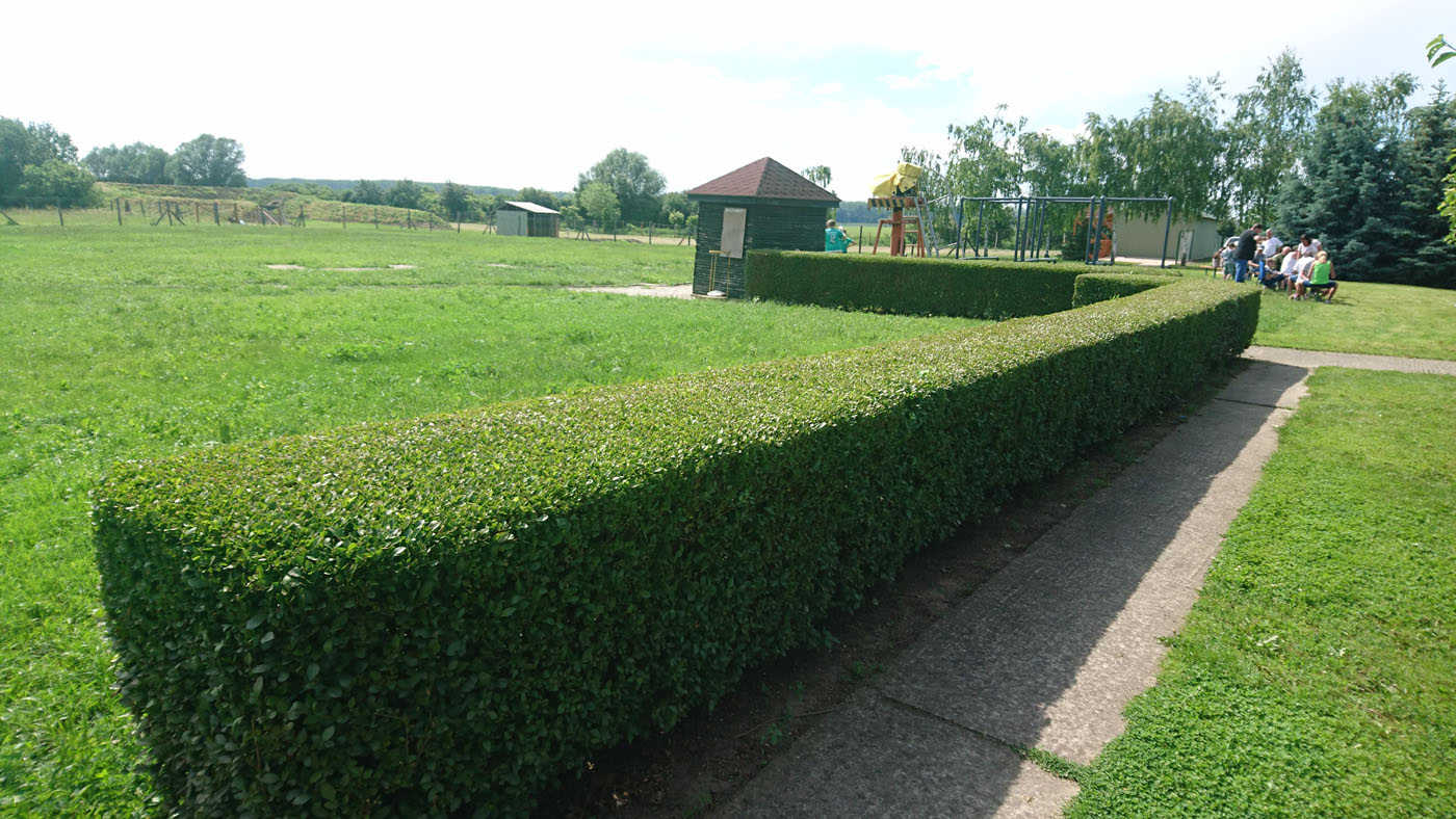 Anpflanzung und Pflege der RIMINI Ligusterhecke