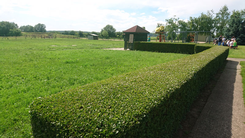 Rimini Ligusterhecke