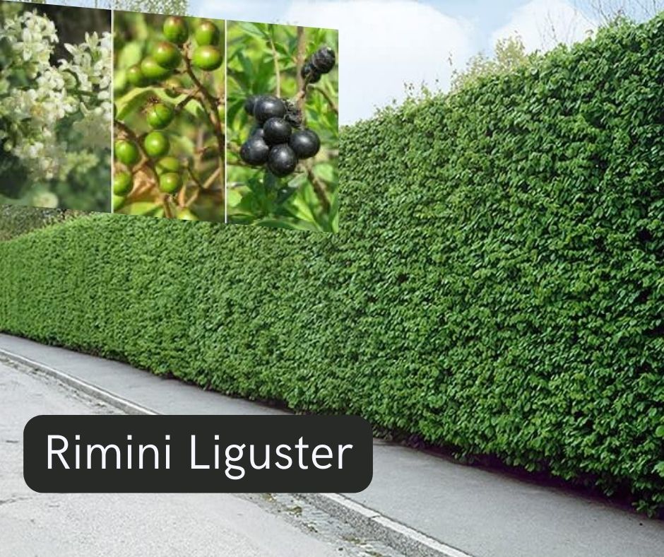 Rimini Ligusterhecke – Fotos & Inspiration für Ihren Garten