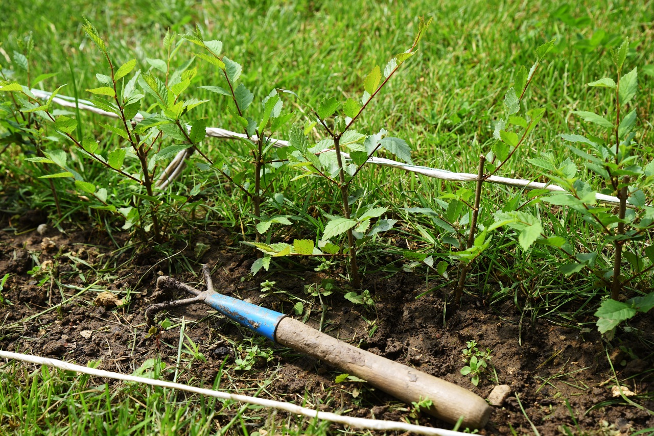 5. Hecken: von der Idee zur Umsetzung / SCHRITTE DER HECKENANPFLANZUNG