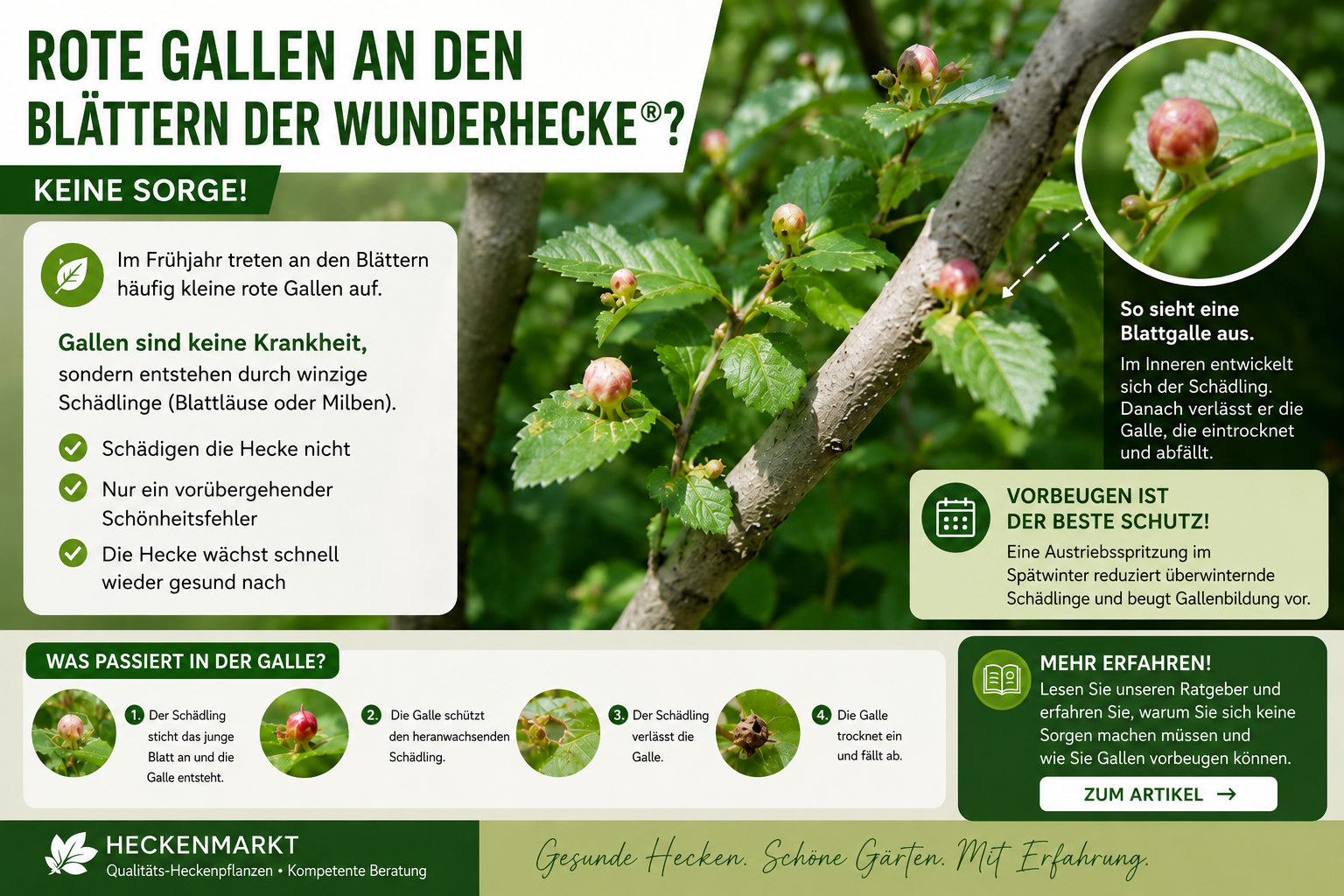 gallmilben
