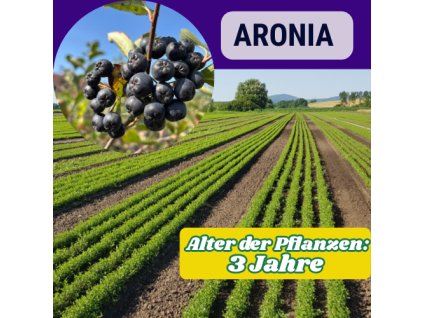 aronia 2 eves 500 500 másolata (2)