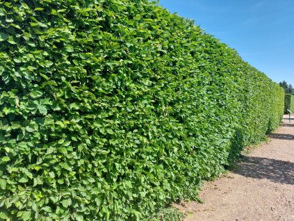 Buchenhecke