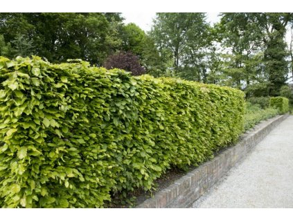 planting beech hedges 1024x683