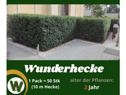schnellwachsende WUNDERHECKE – 2jährige zum 1jährigen Preis (50er-Set)