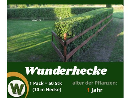 WUNDERHECKE - 1 Jahr alt, 50-er Set - die schnellste Hecke