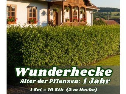 Wunderhecke 1 Jahr (2)