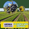 aronia 3 Jahre
