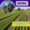 aronia 2 eves 500 500 másolata (2)