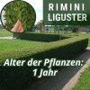 rimini liguster 1 Jahr