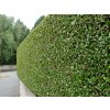 LIgusterhecke geschnitten