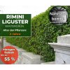Rimini Liguster 2 Jahre (2)