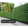 rimini Liguster
