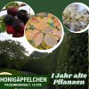HONIGÄPFELCHEN - 1 Jahr alte Pflanzen, 15-er Pack