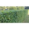 Hainbuchen-Hecke