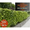 TIVOLI  ROTBUCHEN-HECKE 25-er Pack