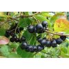Aronia Frucht