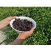 ARONIA 2-jährig – 15er Pack  wurzelnackt, Nero