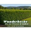 WUNDERHECKE – 2 Jahre alt, zum 1jährigen Preis (10er-Set) - die schnellste Hecke