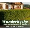WUNDERHECKE – 2 Jahre alt, zum 1jährigen Preis (10er-Set) - die schnellste Hecke