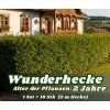 Wunderhecke 2 Jahre