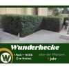 Wunder Hecke 1 Jahr