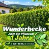 WUNDERHECKE - 1 Jahr alt, 10-er Set - die schnellste Hecke