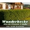 WUNDERHECKE - 1 Jahr alt, 10-er Set - die schnellste Hecke