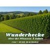 WUNDERHECKE - 1 Jahr alt, 10-er Set - die schnellste Hecke