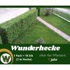 Wunderhecke 1 Jahr (3)