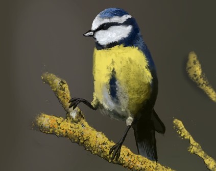 Nahlédnutí pod pokličku-učím se kreslit sýkorku.