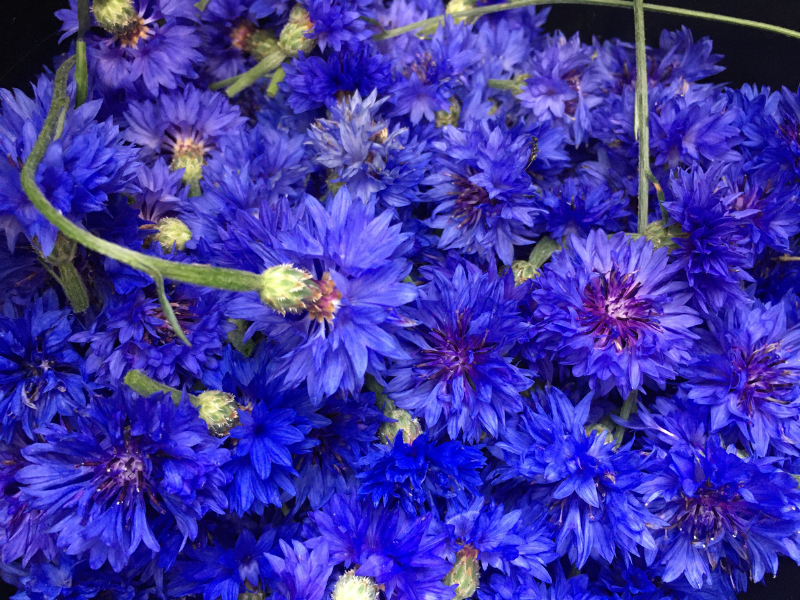 jedle-kvety-chrpa-modra