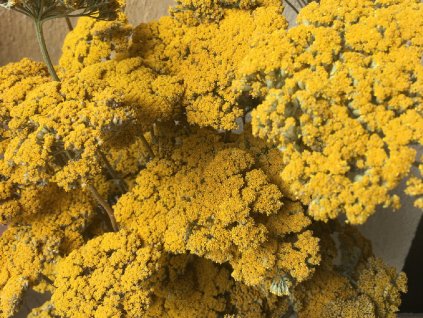 Sušené květy - řebříček žlutý