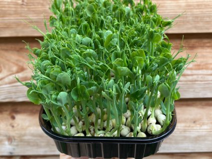 Microgreens