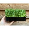 Microgreens