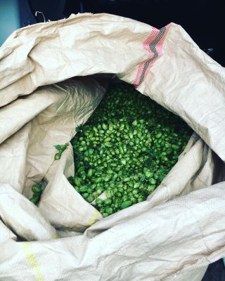 Dnes vaříme Desítku z čerstvého chmele. A tím je Žatecký poloraný červeňák. Těšíme se! #freshhop #saaz #cervenak...