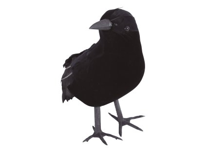 Черна врана