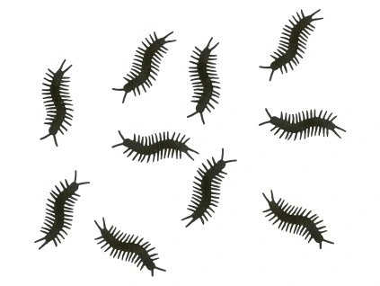 Dekorácie - Stonožky 10 ks