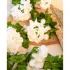 white hydrangea garland 220cm (2)