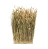 natural lagurus rectangular bunch 34cm x 8cm x 60cm