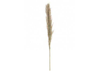 Pampová tráva - Natural 115 cm
