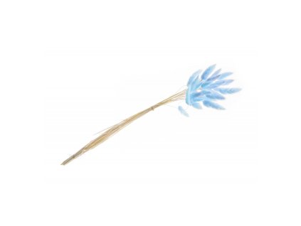 bunch of 25 pcs lagurus blue 50 60cm