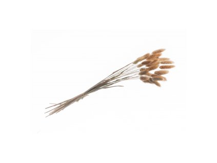 bunch of 25 pcs lagurus natural 50 60cm