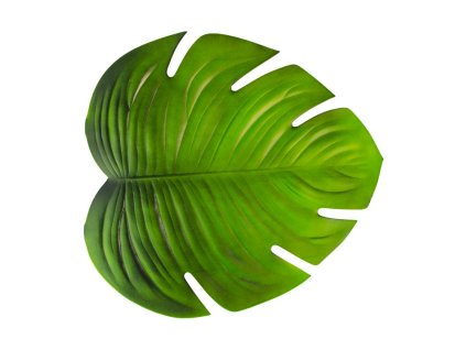 monstera leaf 47cm x 42cm